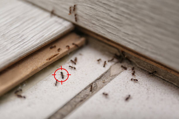 Professional Pest Control in Hunters Creek, FL