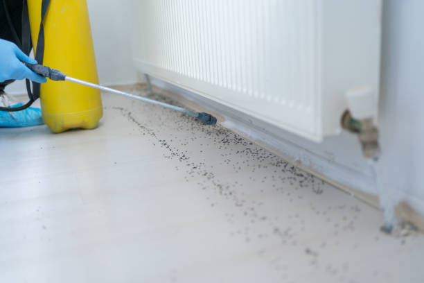 Best Flea Control Services  in Hunters Creek, FL